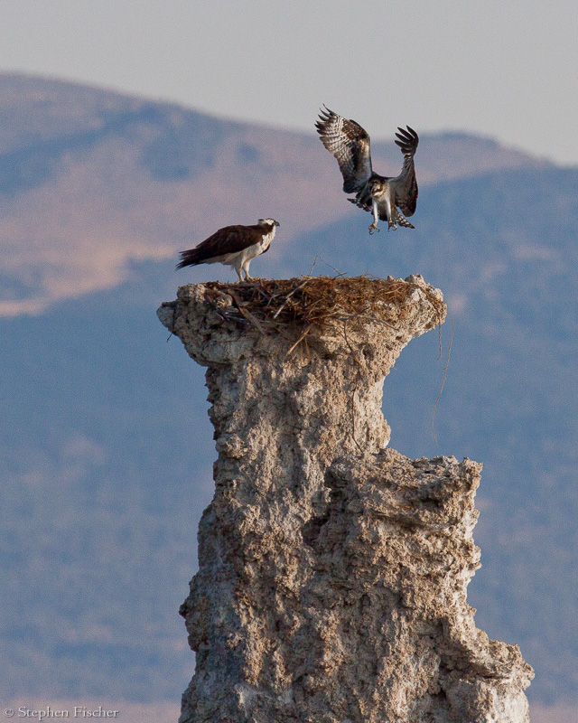The eagle's nest