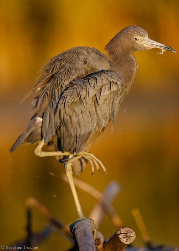 Dance of the egret