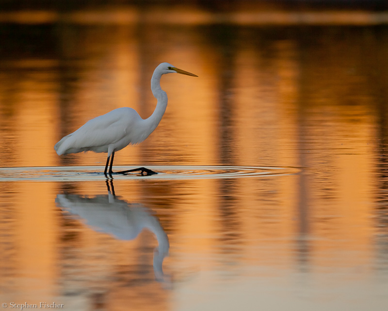 Egret on chrome