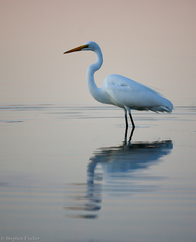 Egret serenity