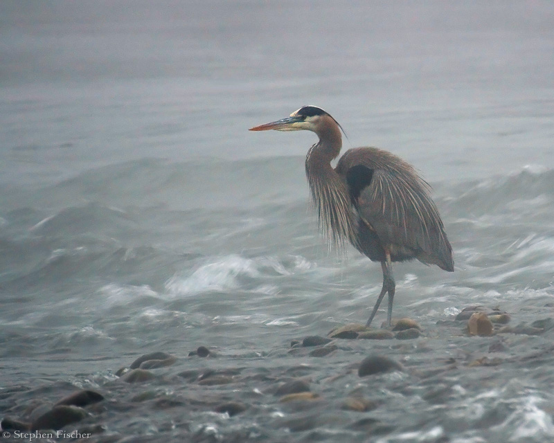 Great Blue Heron in the fog