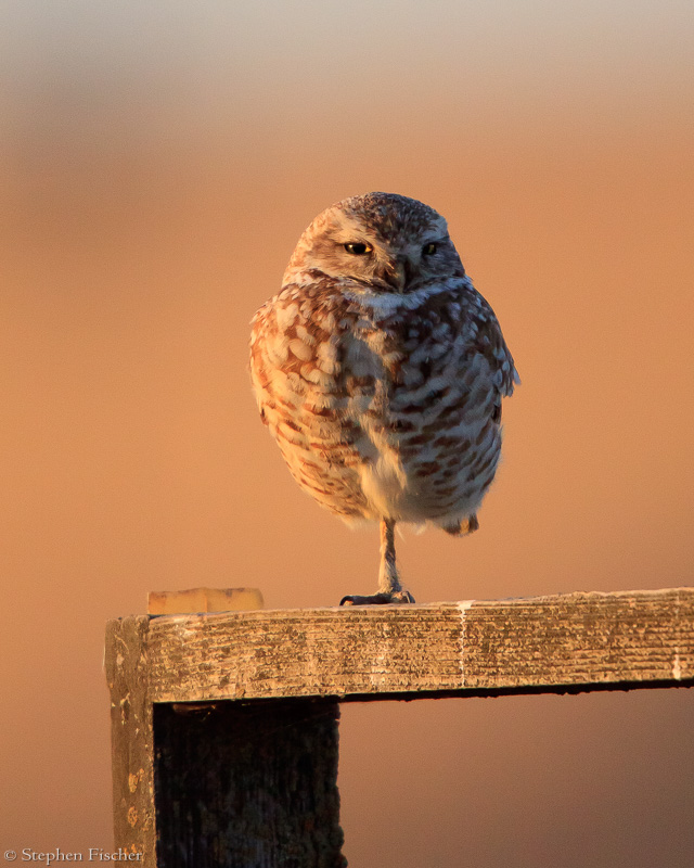 Golden Owl