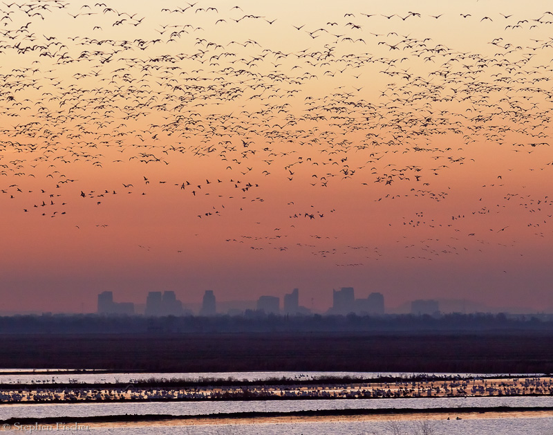 Goose city