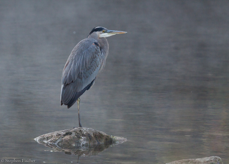 Heron in the mist