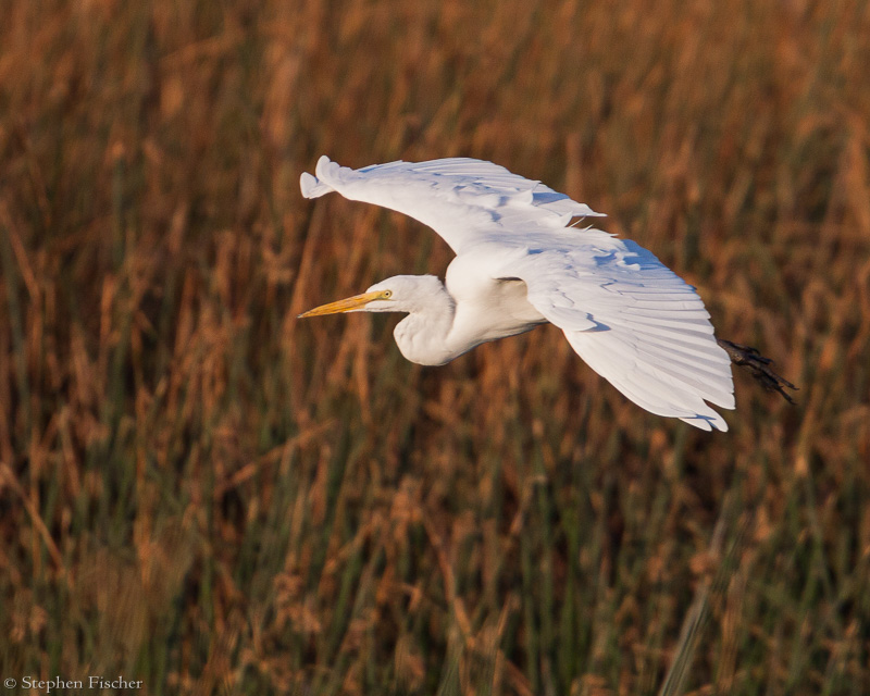 Great Egret overflight