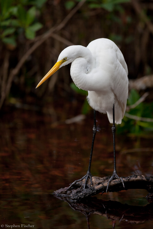 Great egret still life