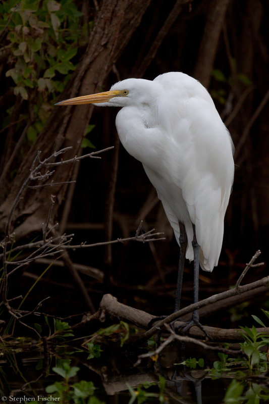 Great egret still life