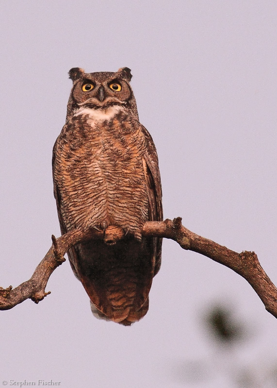 Great Horned Owl at night