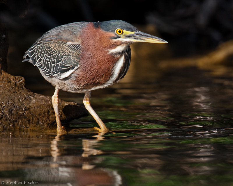 Green Heron fishing