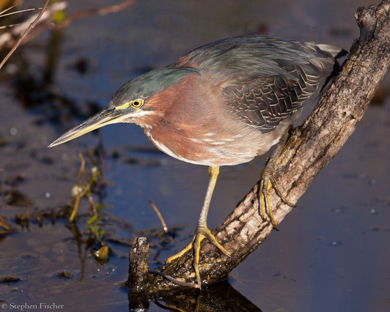 Lurking for fish