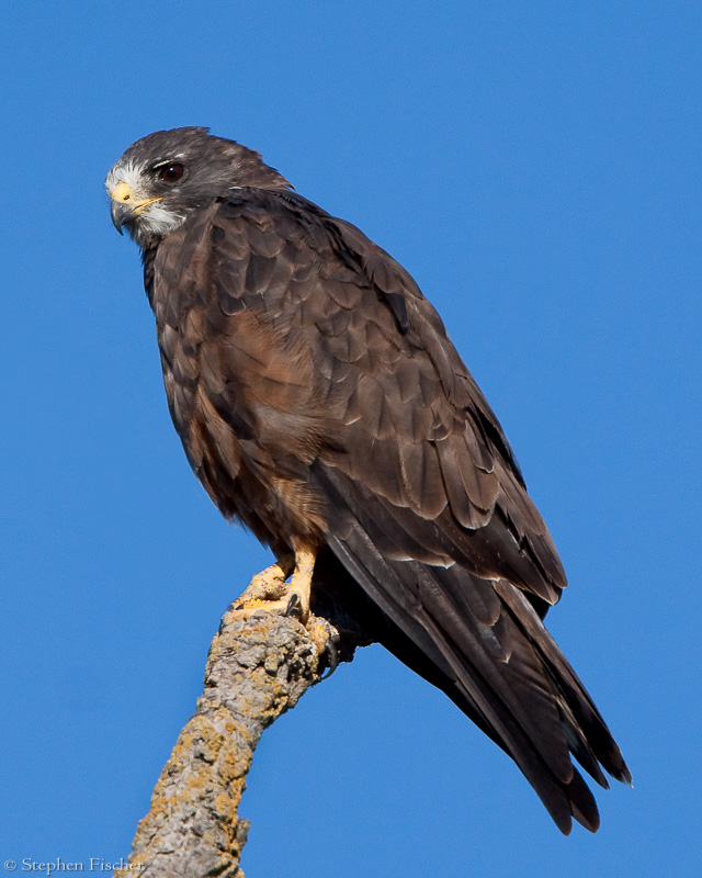 Red Tailed Hawk