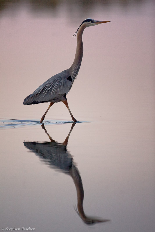 Heron serenity