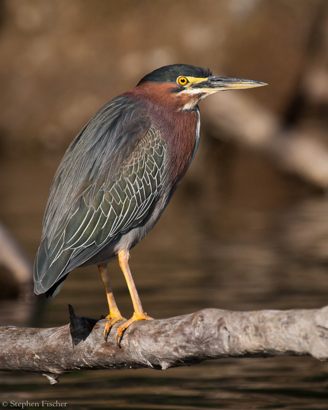 Green Heron river perch