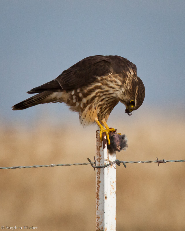 Merlin and its kill