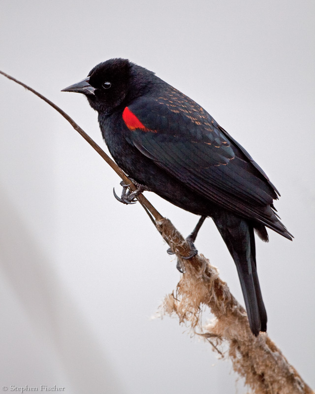 Red Winged Blackbird