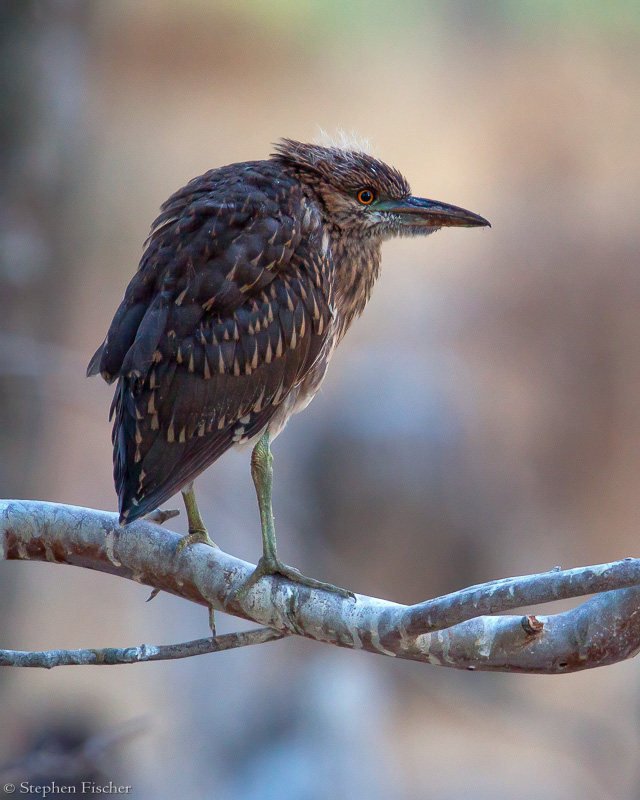 Juvenile black crowned night heron