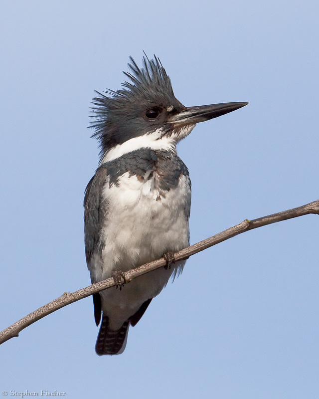 Kingfisher pose