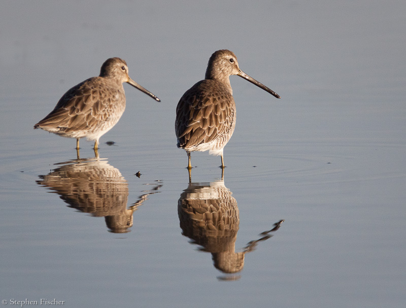 Long billed Dowitcher reflections