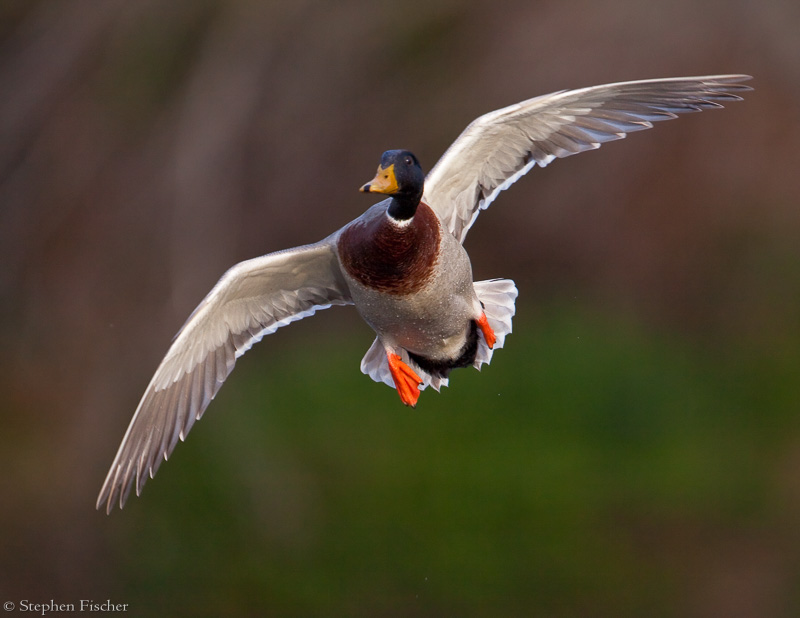 Mallard in flight