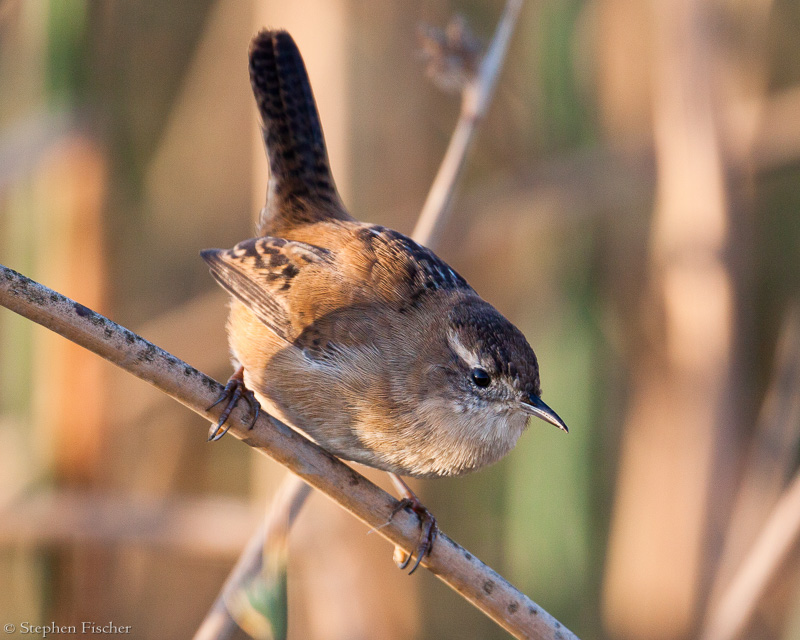 Marsh Wren inspection