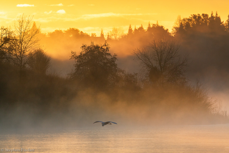 Misty parkway morning