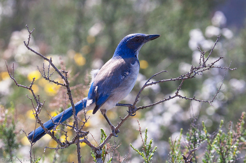 Monet Scrub Jay