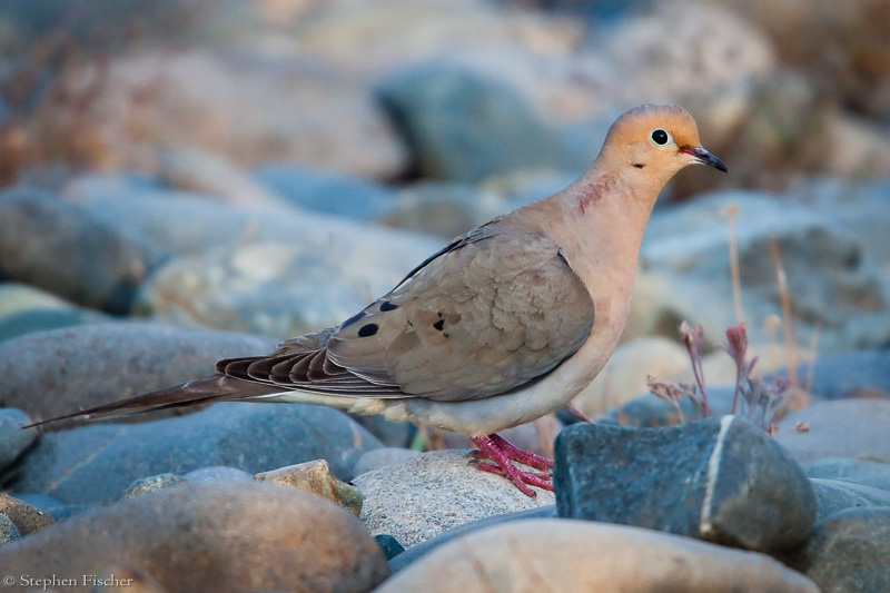 Mourning Dove