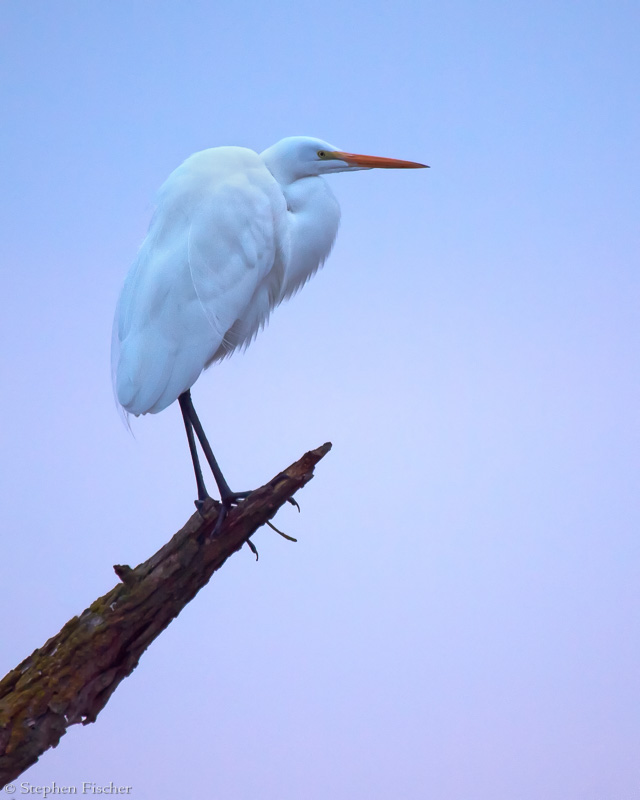 Pastel Egret