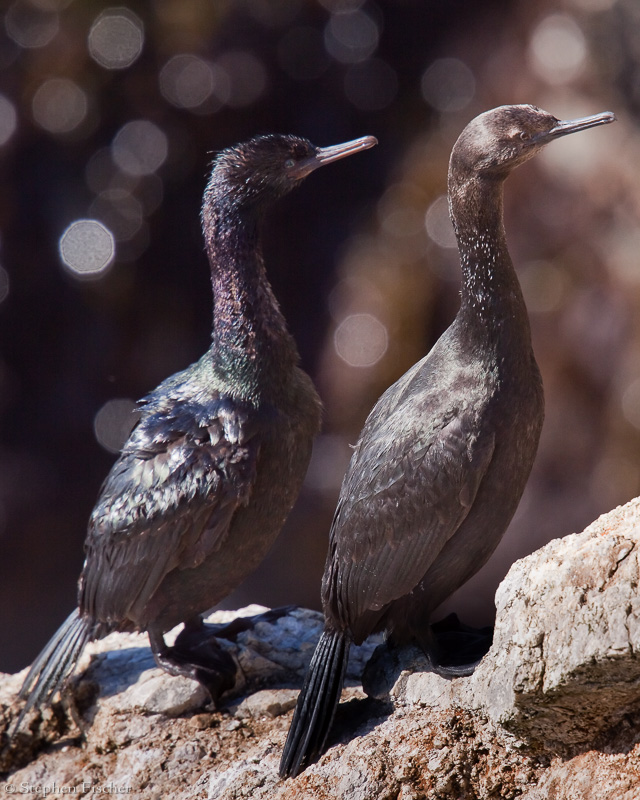 Pelagic Cormorants