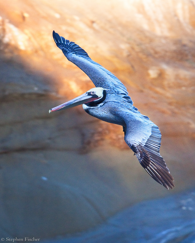 Pelican on gold