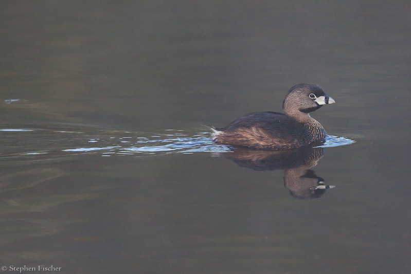 Pied-billed Grebe serenity