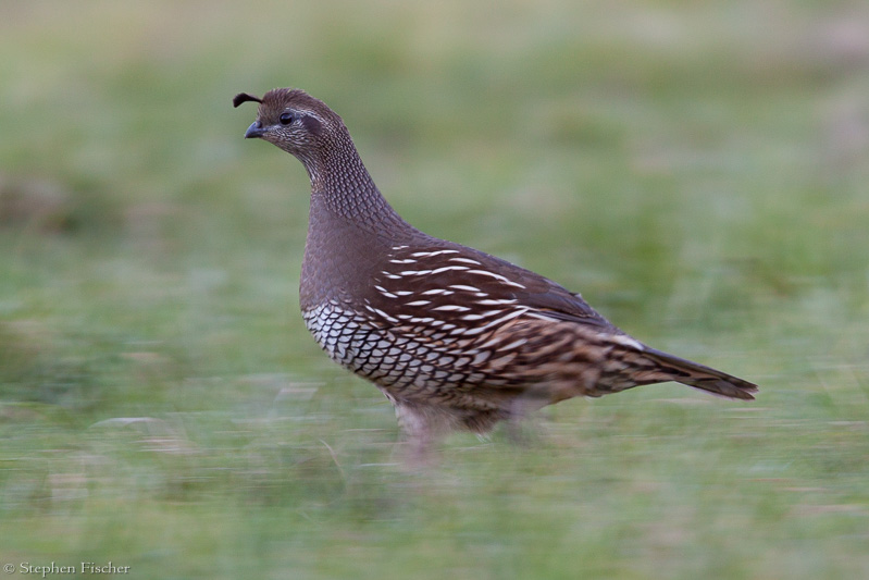 On the run