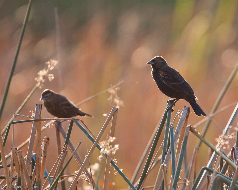 Red Winged Blackbird backlight