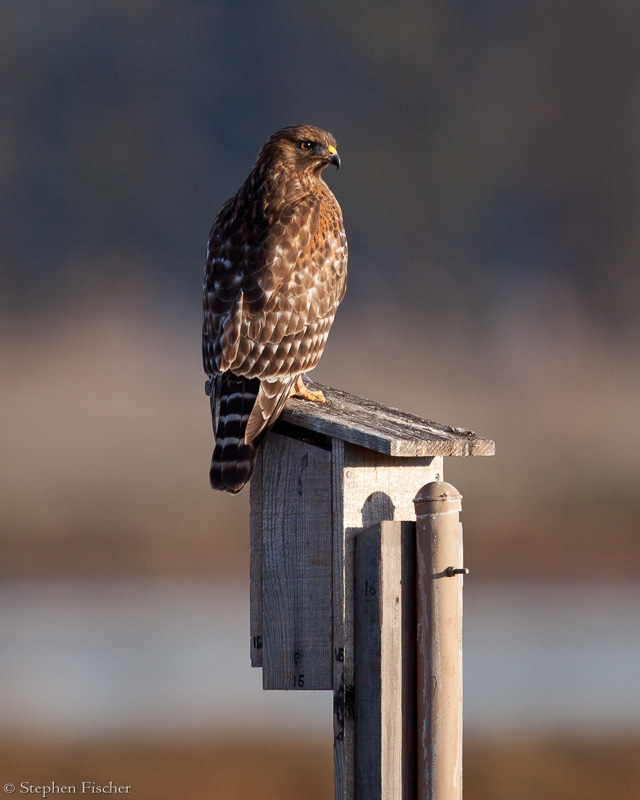 Keeping a watchful eye