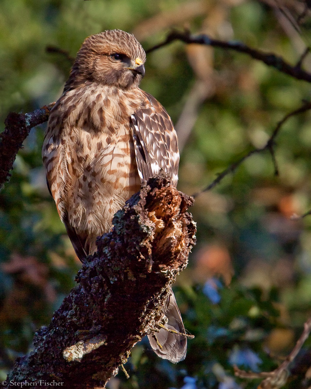 Red Shouldered Hawk