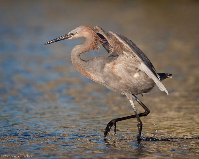 Redish egret in action