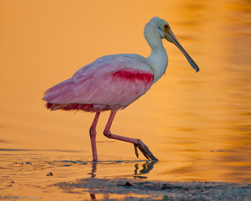 Golden Roseatte spoonbill