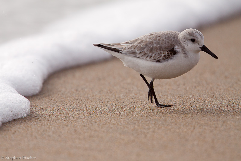 Sanderling softness