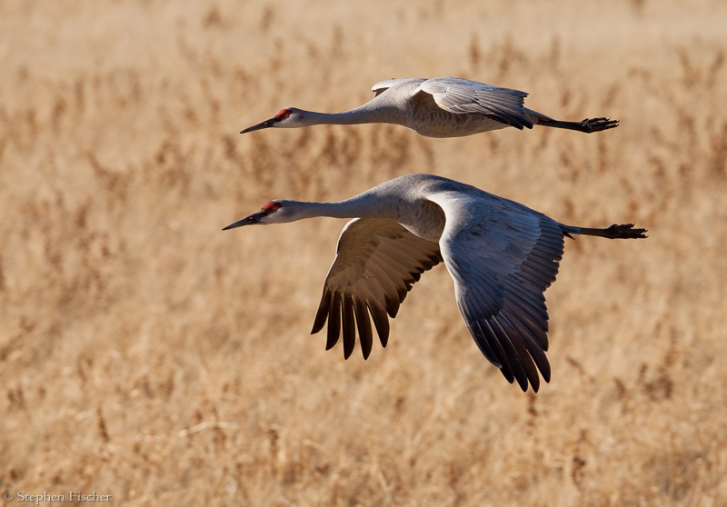 Sandhill Crane golden field landing