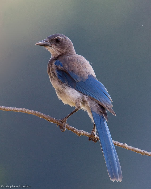 Scrub Jay