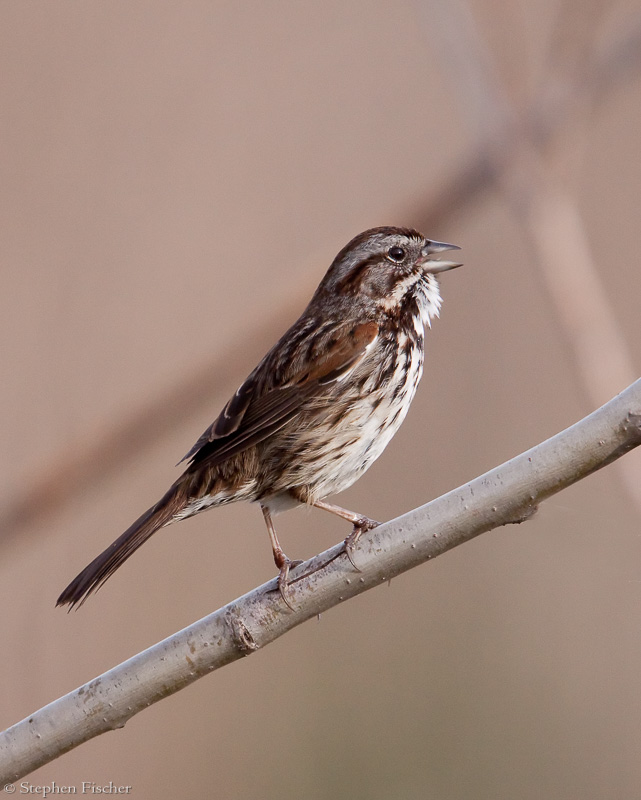 Song Sparrow solo