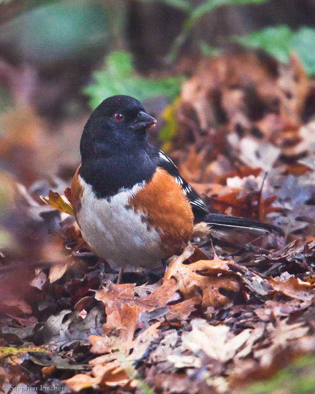 Spotted Towhee among the Oak leaves