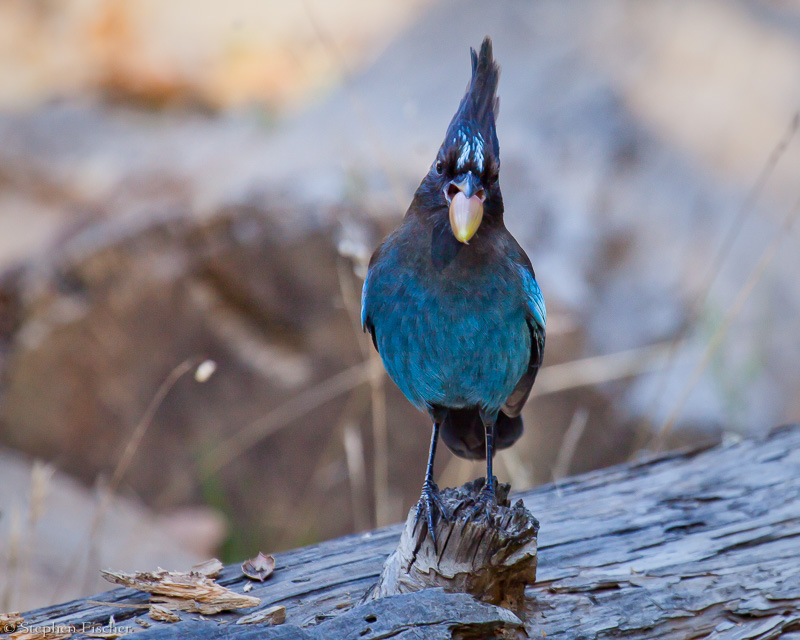 Stellar Jay and his acorn