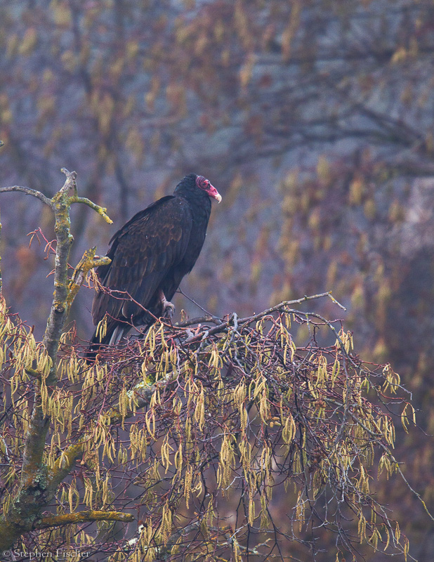 Cold vulture morning