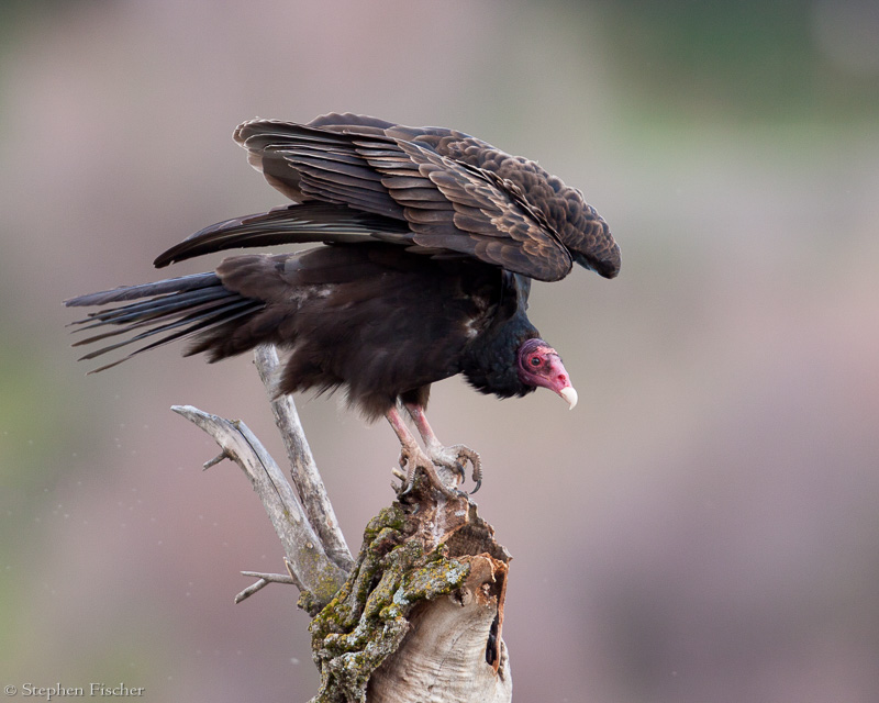 Ready for take-off
