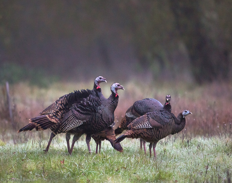 Turkeys at dawn