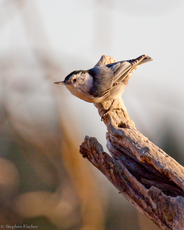 White Breasted nuthatch evening light