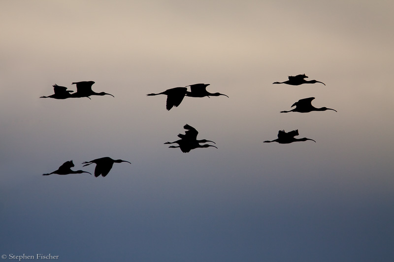 Ibis at dusk