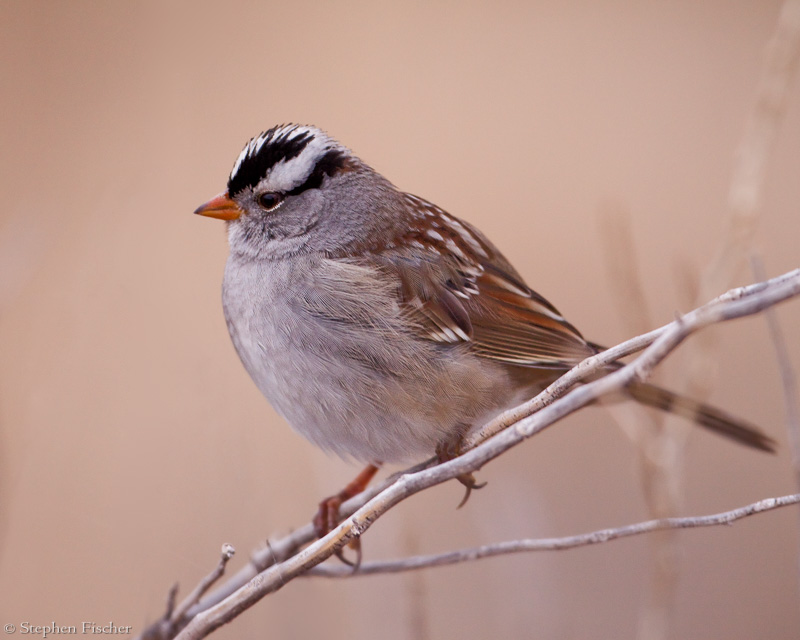 White Crowned Sparrow