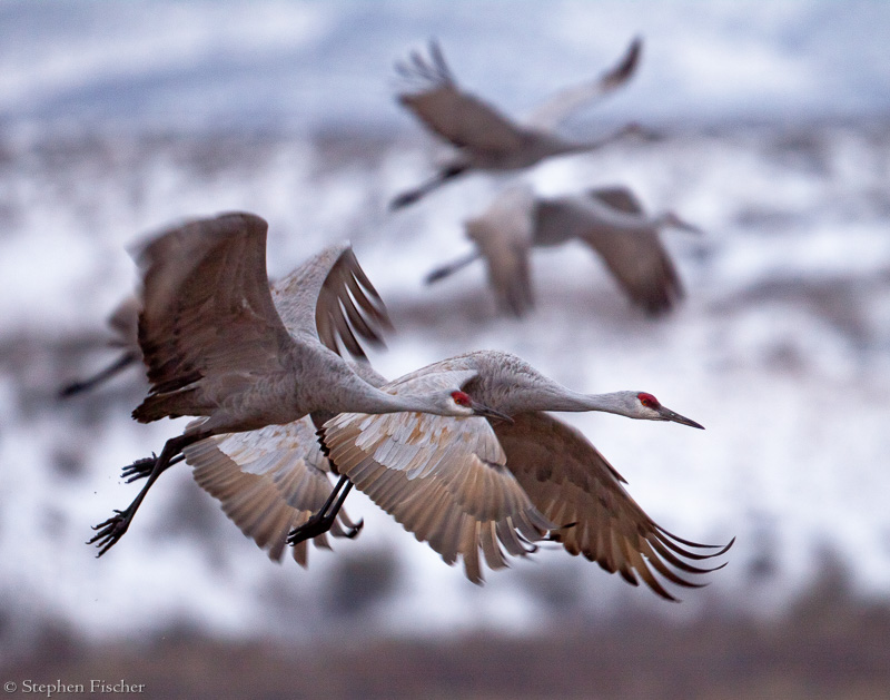 Winter flight